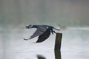 cormorano
