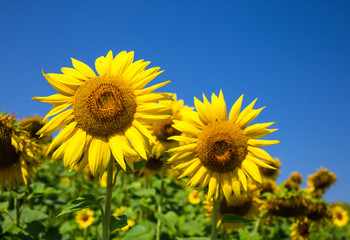 Naklejka premium Sunflower field with cloudy blue sky
