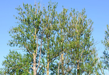 Poplar trees at summer day.