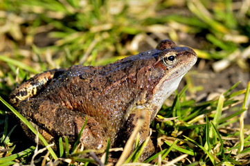 Frog on green grass, close up.