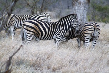 Fototapeta na wymiar zebra animale fauna africa safari