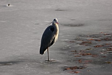 Graureiher (Ardea cinerea) auf dünnem Eis
