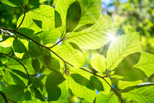 Buchenwald im Sonnenlicht