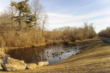 Morning at small pond with ducks in suburban pocket park