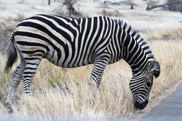 Fototapeta na wymiar zebra animale africa fauna safari