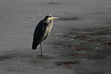Graureiher (Ardea cinerea) auf dünnem Eis
