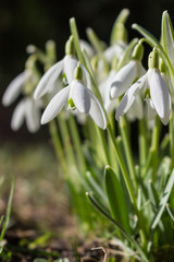 Obraz premium Schneeglöckchen aufgeblüht