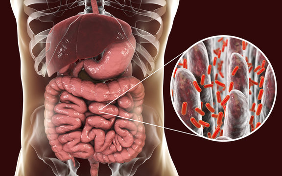 รูปภาพEnteric – เลือกดูภาพถ่ายสต็อก เวกเตอร์ และวิดีโอ61,938 | Adobe Stock