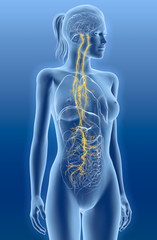 Vagus nerve, stomach pain, medically illustration