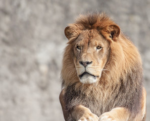 Fototapeta na wymiar Portret Lwa samca w słońcu