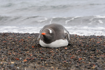Gentoo penguin laying on beach