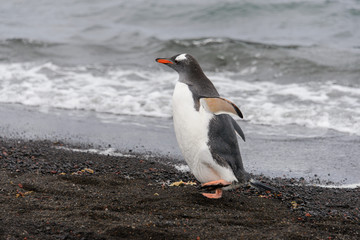 Gentoo penguin going