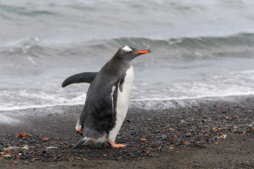 Gentoo penguin going