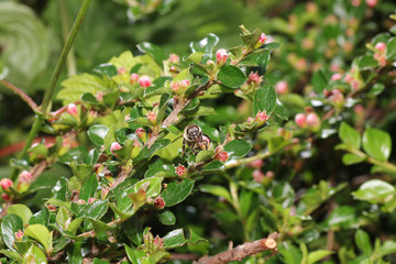 Wild Bees are all bee species of the superfamily with the exception of the honeybee

