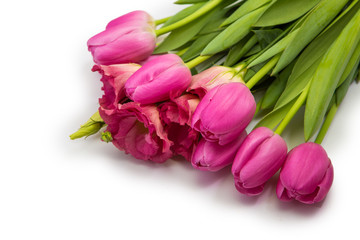 tulips on isolated white background