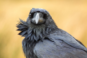 A raven in Dartmoor, UK