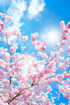 Fototapeta Rosa Kirschblüten im Frühling bei Sonnenschein im Hochformat