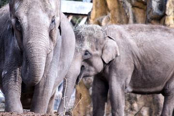 Fototapeta premium Elephants in the Zoo