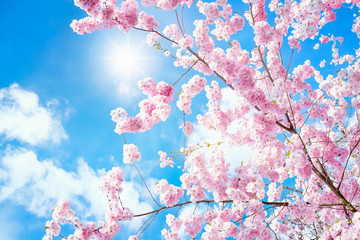 Fototapeta premium Rosa Kirschblüten im Frühling bei Sonnenschein 