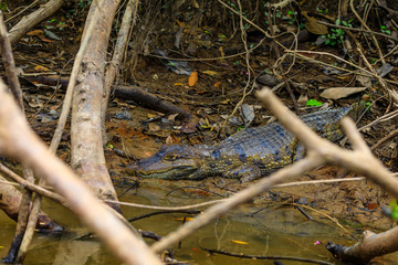 Big crocodile in Surinam