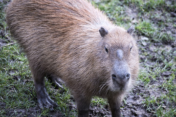 Close Up of  Capybara Animal