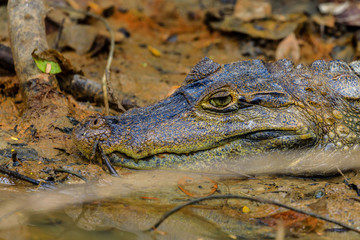 Big crocodile in Surinam