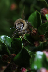 Wild Bees are all bee species of the superfamily with the exception of the honeybee

