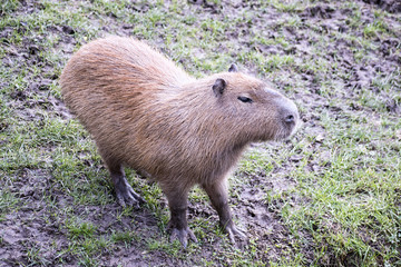 Close Up of a Capybara