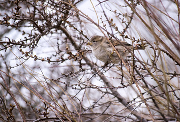 Small Bird in a Tree