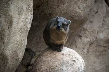 Wild Rock Hyrax Sitting