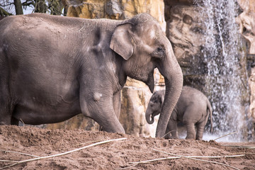 Fototapeta premium Adult Elephant with Child in the Background