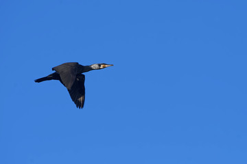 Kormoran im Flug