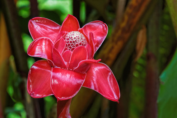 Torch Ginger on the Road to Hana on Maui.