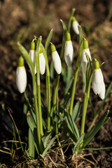 Schneegl&ouml;ckchen geschlossen
