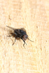 The fly has two subordinates of the two-winged bird while there are numerous families