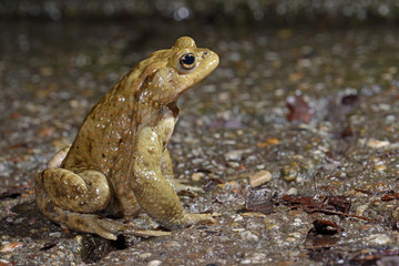 Erdkröte hät Ausschau nach Weibchen (Bufo bufo) Common Toad 