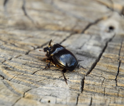 A rhinoceros beetle on a cut of a tree stump. A pair of rhinoceros beetles