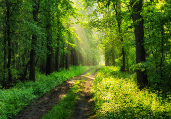 spring forest. a misty morning in a picturesque forest. Sun rays