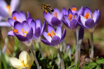 Purple springcrocuses and a Honey bee collecting pollen