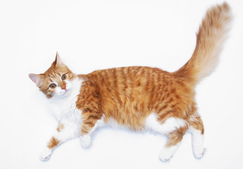 Red cat isolated on white background