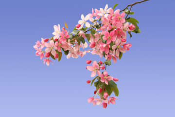 Flowering apple tree branch against the blue sky