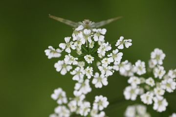 The fly has two subordinates of the two-winged bird while there are numerous families