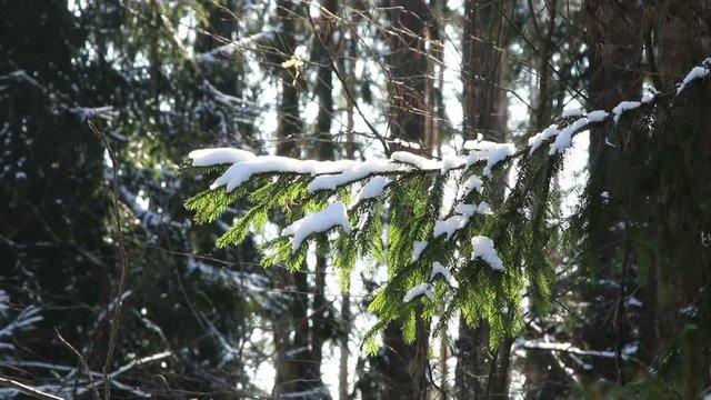 Pine branches covered with snow
