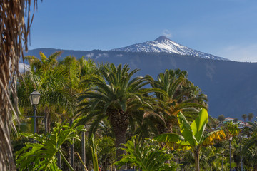 Fototapeta na wymiar Horizontal landscape image of a snow capped mountain with a palm tree in the foreground. Date palm, Spain