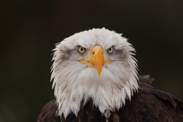 Weisskopfseeadler