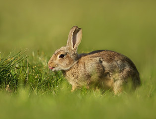 Portrait of a young little rabbit in the meadow