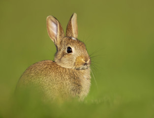 Portrait of a young little rabbit in the meadow