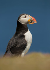 Close-up of Atlantic puffin with nesting material