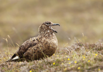 Great Skua calling in the wetlands