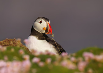Close-up of Atlantic puffin with nesting material
